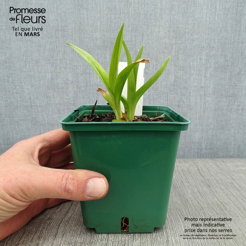 Hemerocallis Black Eyed Susan Maceta 1L/1,5L Ejemplar entregado en invierno
