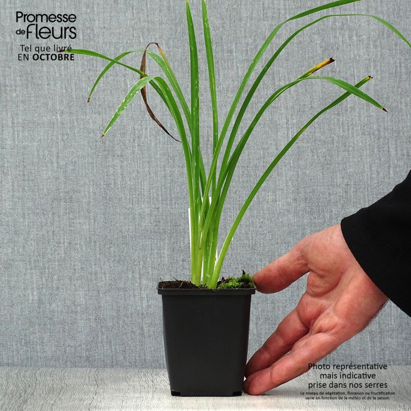 Ejemplar de Hemerocallis Black Prince Maceta de 8/9 cm entregado en otoño