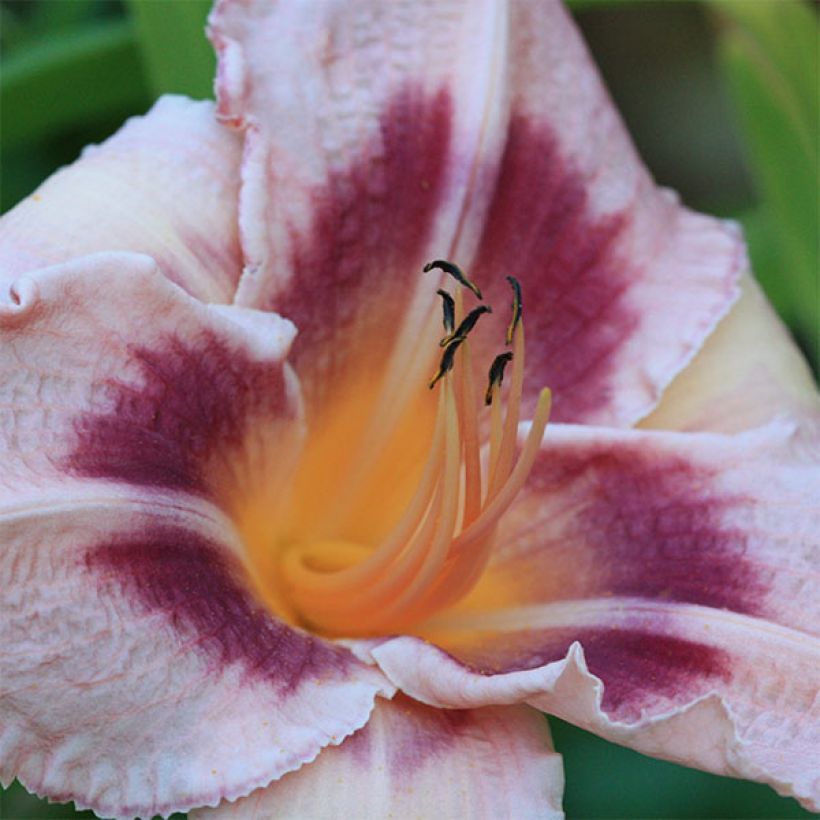 Hemerocallis Blueberry Sunday (Floración)