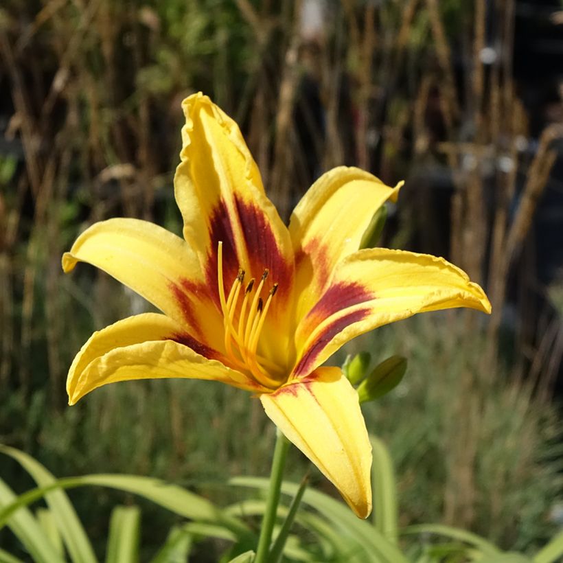 Hemerocallis Bonanza (Floración)