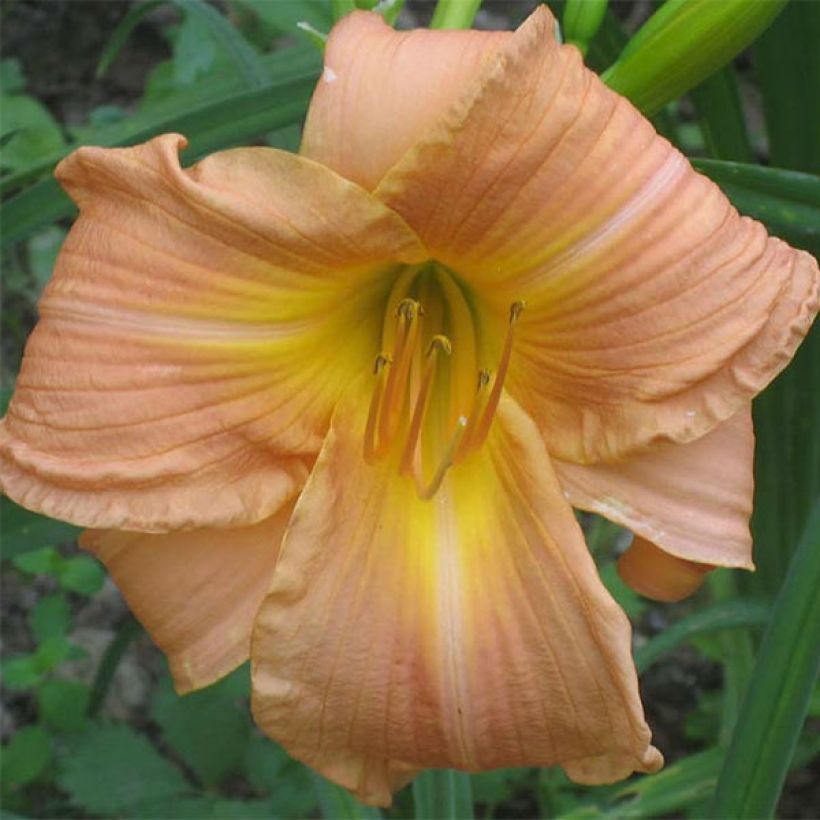 Hemerocallis Bright Memories (Floración)
