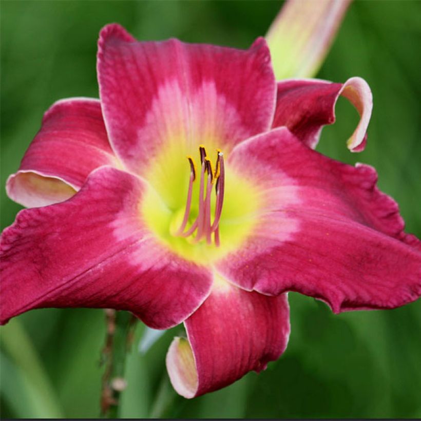 Hemerocallis Cameroons (Floración)