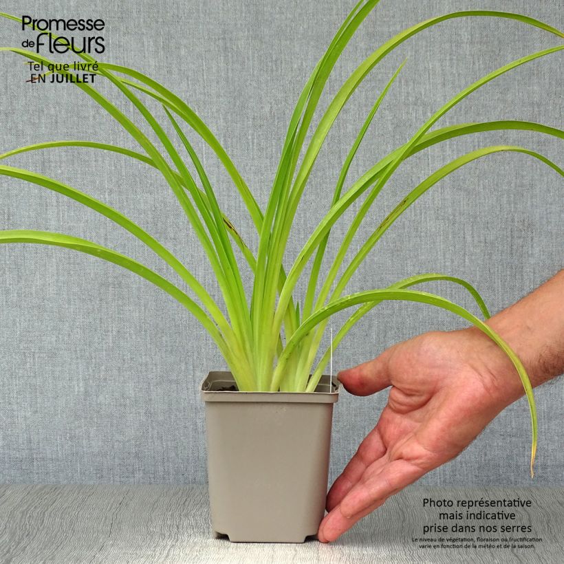 Ejemplar de Hemerocallis Catherine Woodbury Maceta de 8/9 cm entregado en verano