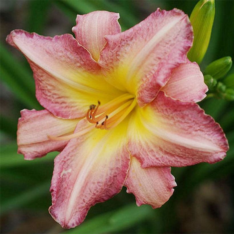 Hemerocallis Chicago Candy Cane (Floración)