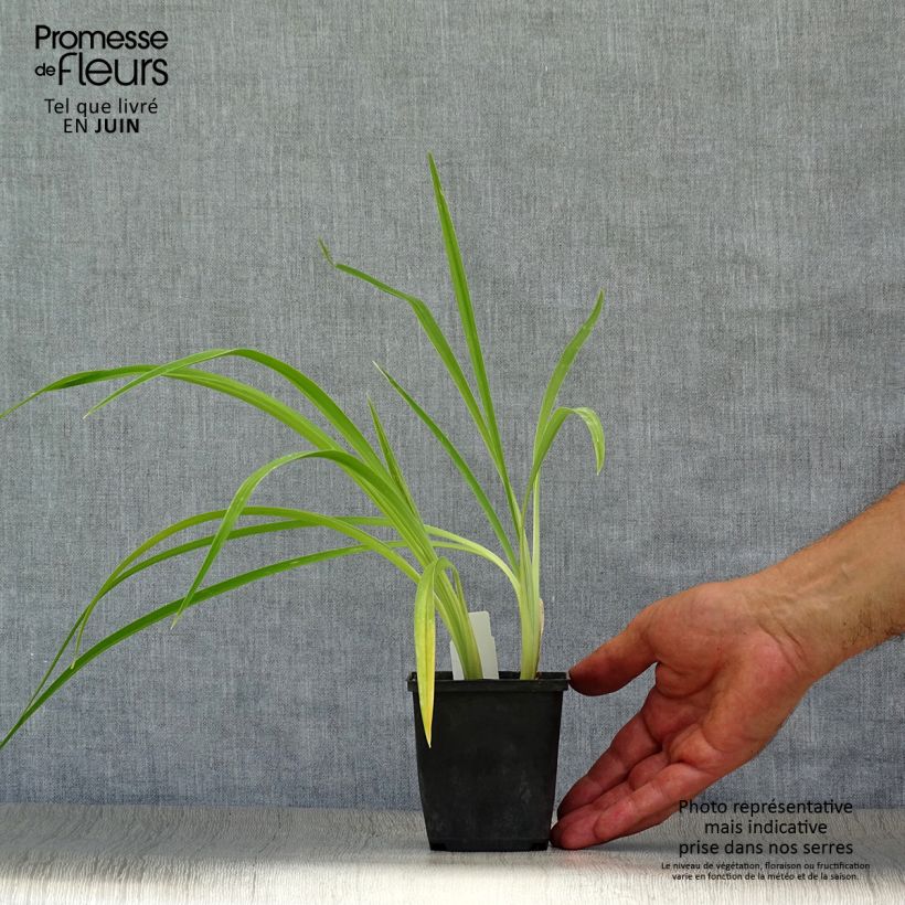 Ejemplar de Hemerocallis Chicago Knobby Maceta de 8/9 cm entregado en verano