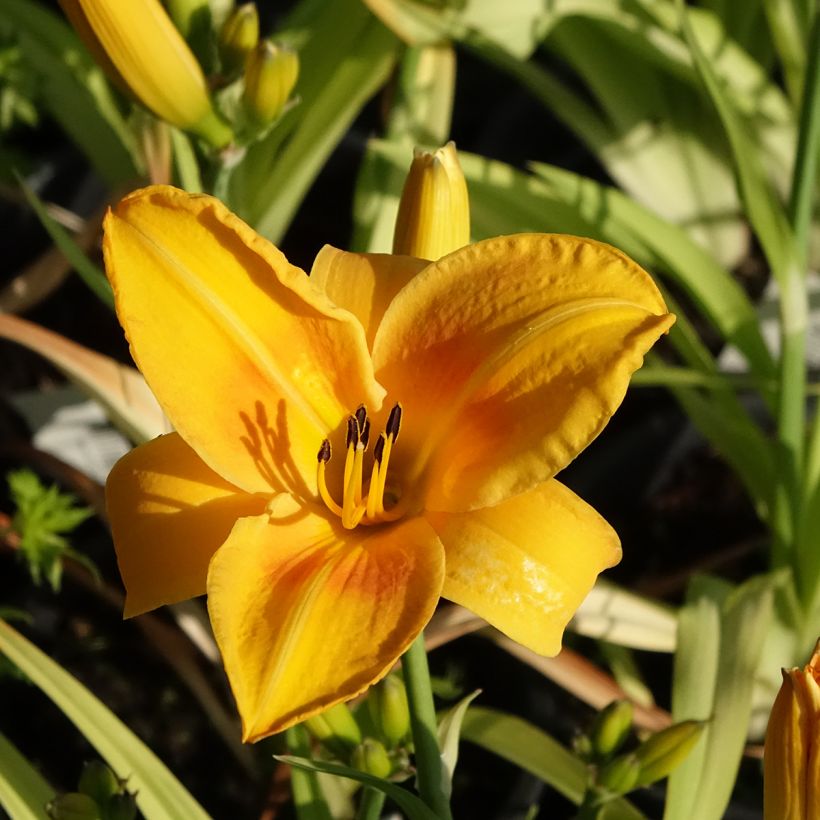 Hemerocallis Chicago Sunrise (Floración)