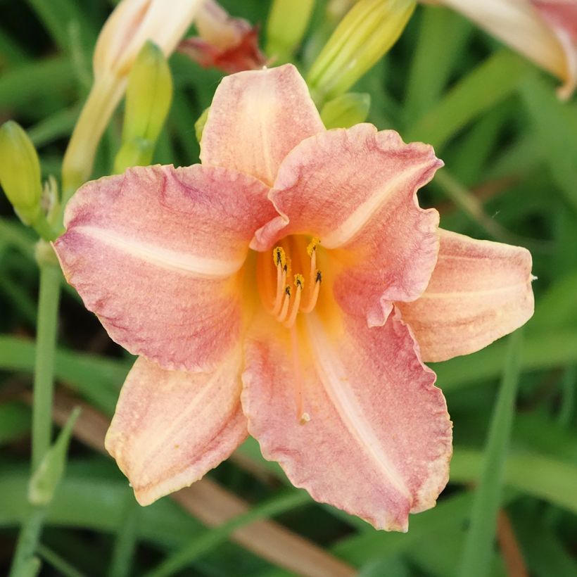 Hemerocallis Children s Festival (Floración)