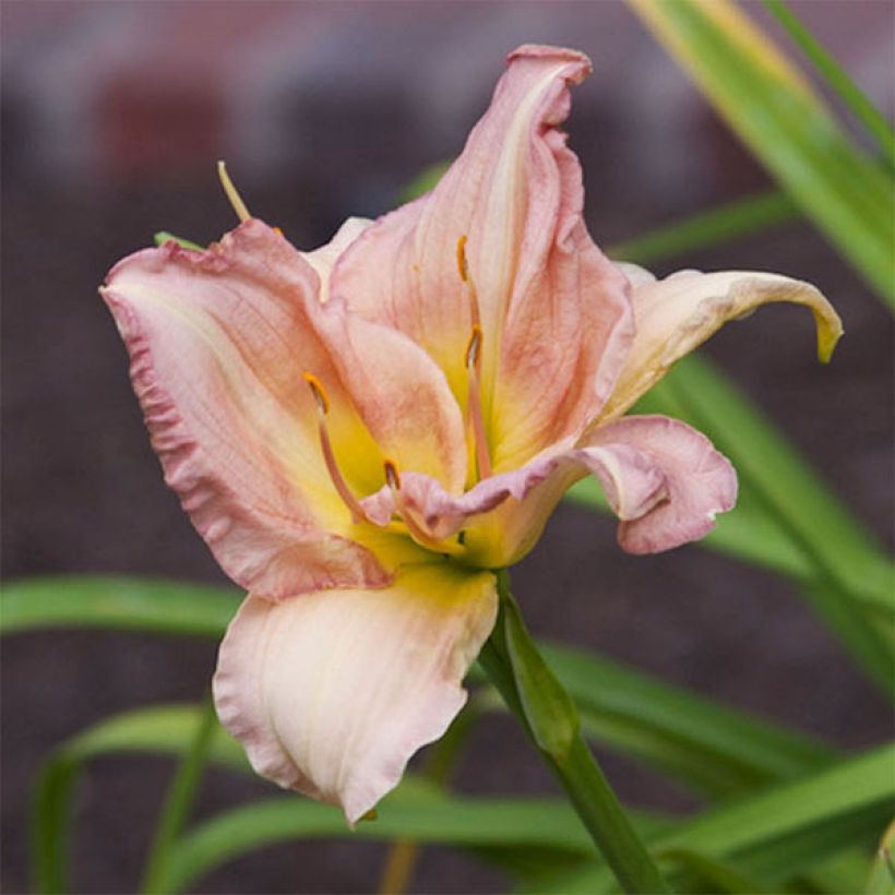 Hemerocallis Cindy Marie (Floración)