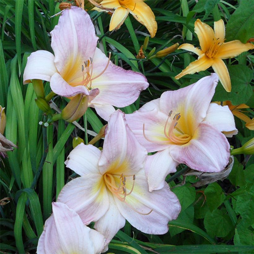 Hemerocallis Cloverdale (Floración)