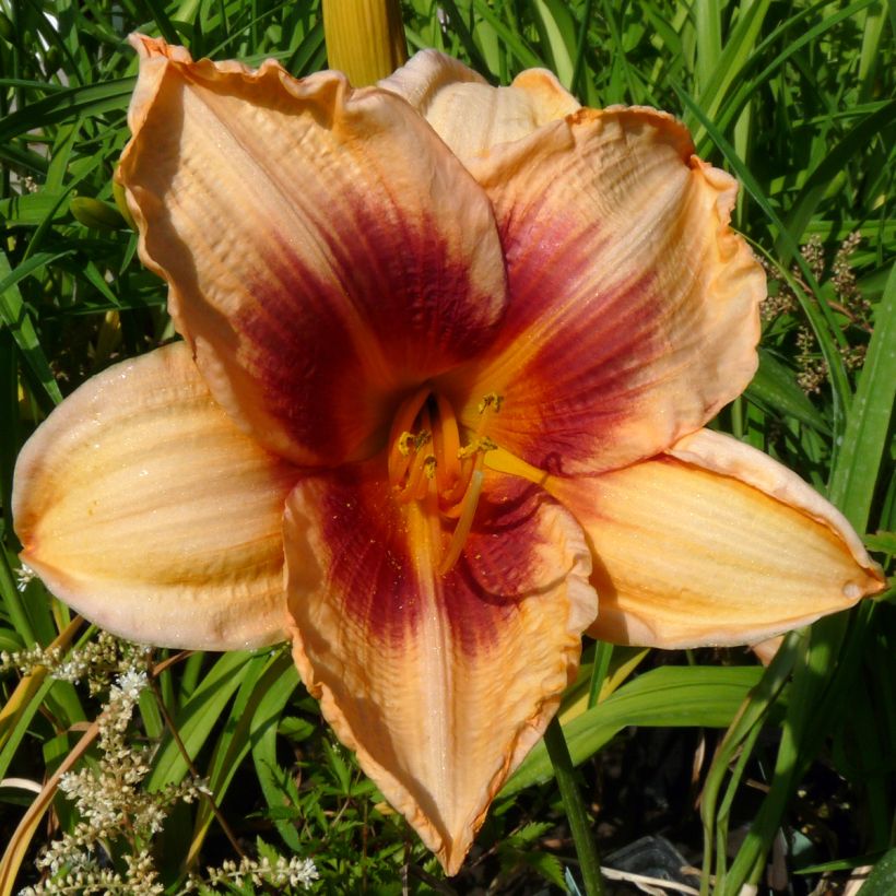 Hemerocallis Constance Eye (Floración)