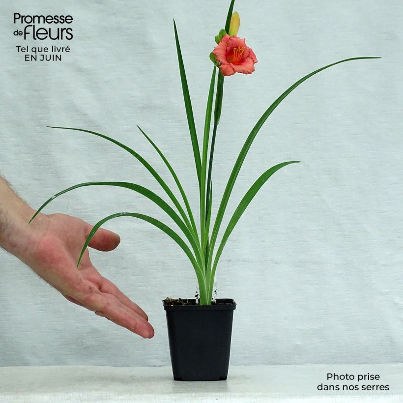 Ejemplar de Hemerocallis Cosmopolitan Maceta de 8/9 cm entregado en verano