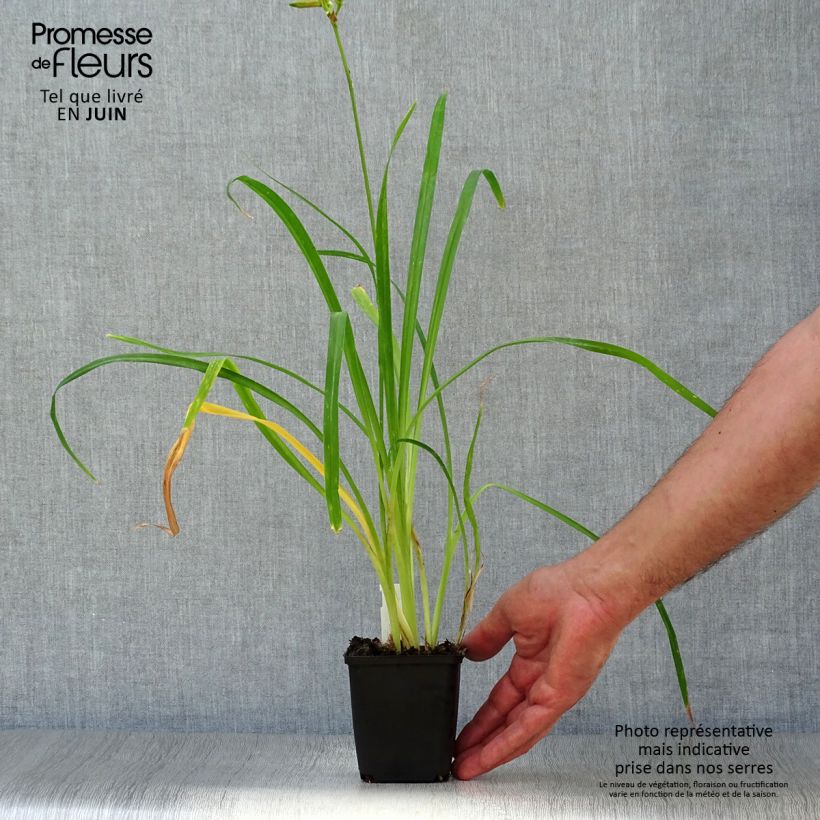 Ejemplar de Hemerocallis Crimson Pirate Maceta de 8/9 cm entregado en verano