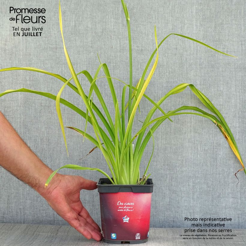 Ejemplar de Hemerocallis Crimson Pirate Maceta 2L/3L entregado en verano