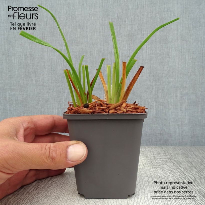 Ejemplar de Hemerocallis Custard Candy Maceta de 8/9 cm entregado en otoño