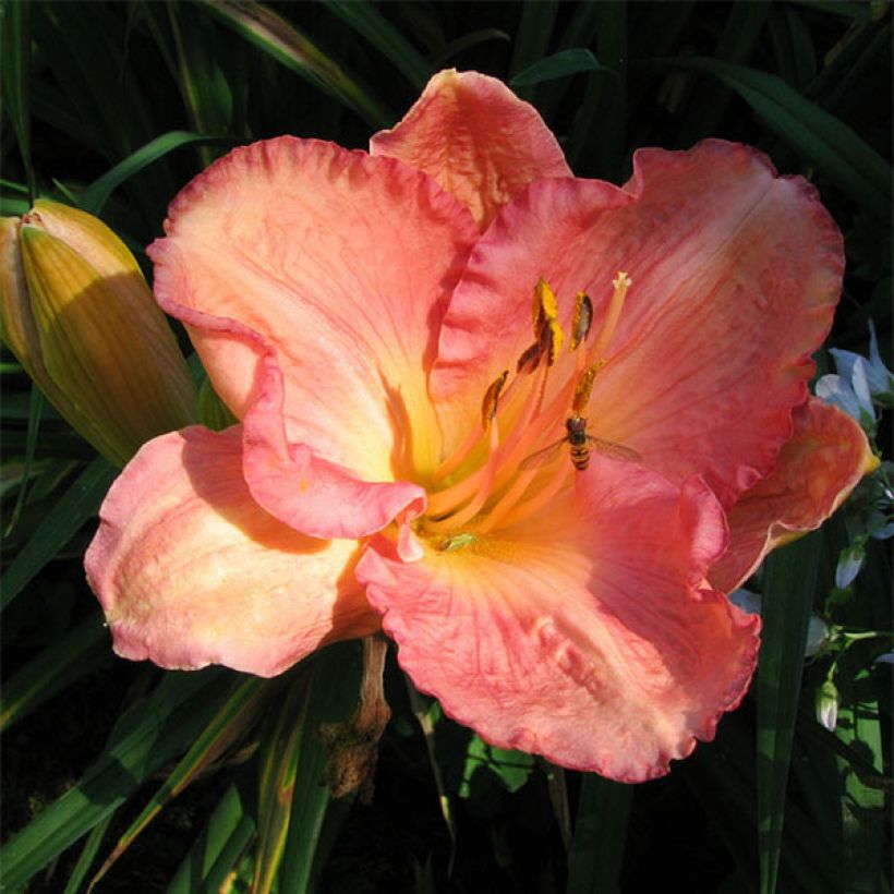 Hemerocallis Dancing Shiva (Floración)