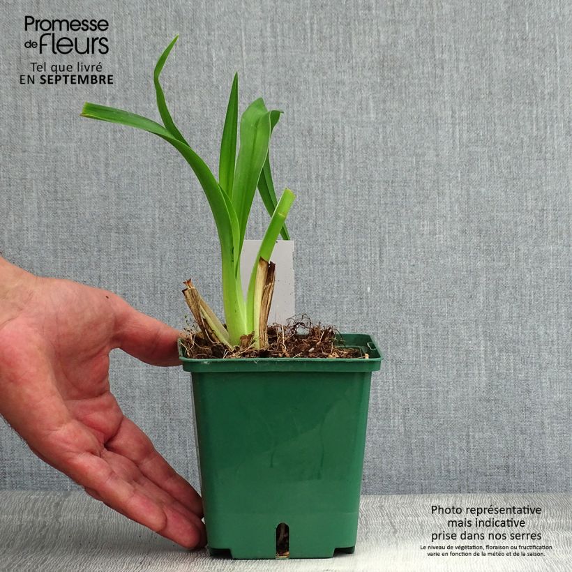 Ejemplar de Hemerocallis Daring Dilemma Maceta 1L/1,5L entregado en verano