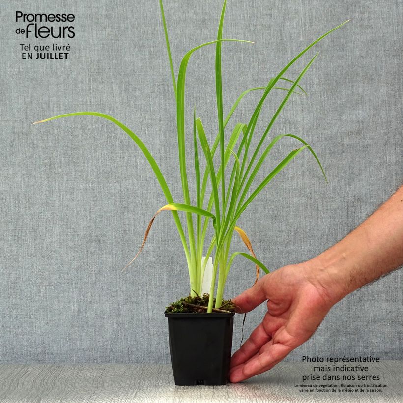 Ejemplar de Hemerocallis Double River Wye Maceta de 8/9 cm entregado en verano