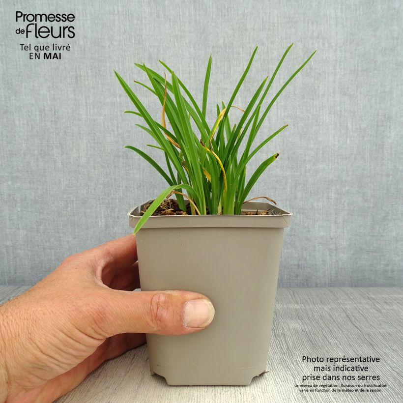 Hemerocallis Everydaylily Cerise Maceta de 8/9 cm Ejemplar entregado en la primavera