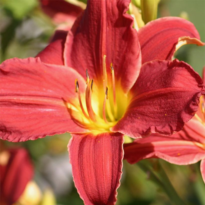 Hemerocallis Fabulous Favorite (Floración)