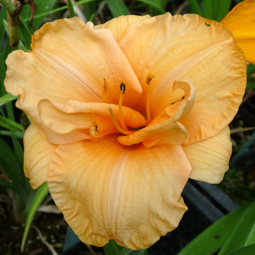 Hemerocallis Flower Pavilion (Floración)
