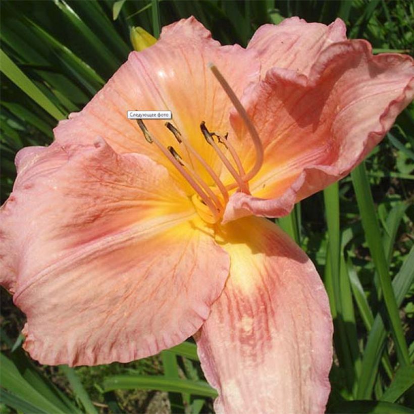 Hemerocallis Franck Gladney (Floración)
