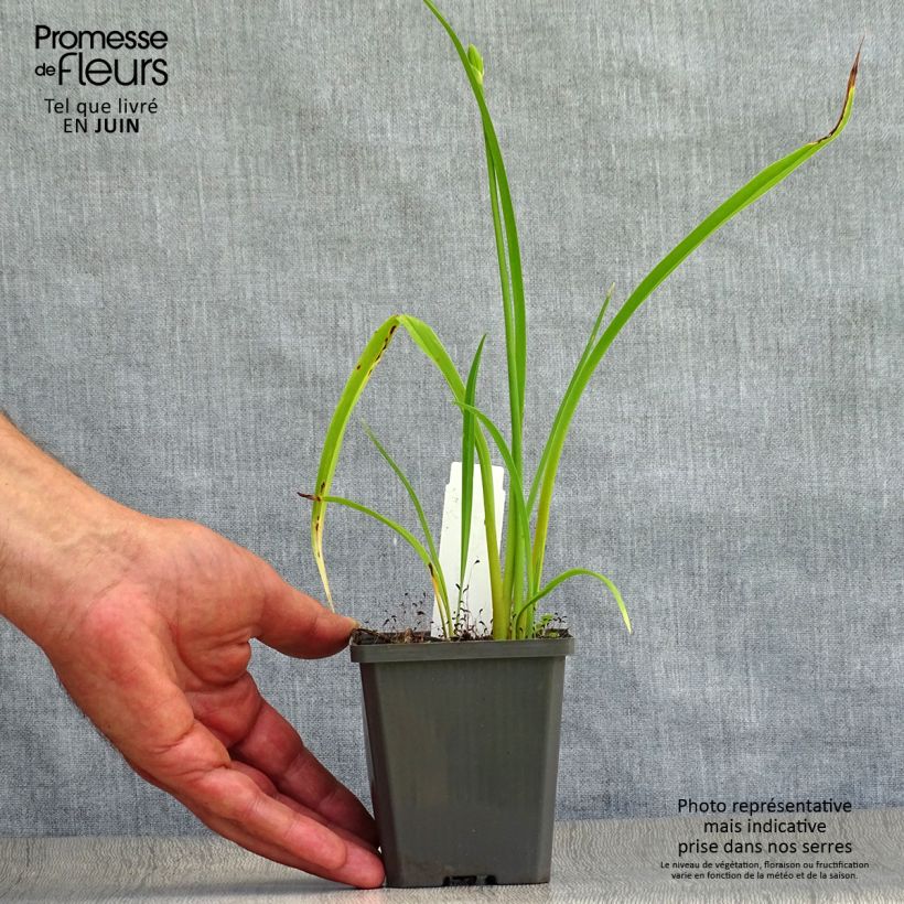 Ejemplar de Hemerocallis Frans Hals Maceta de 8/9 cm entregado en verano