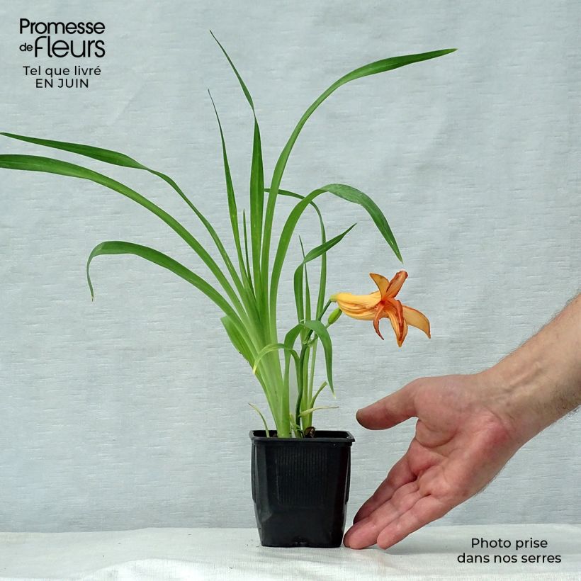 Ejemplar de Hemerocallis George Cunningham Maceta de 8/9 cm entregado en verano