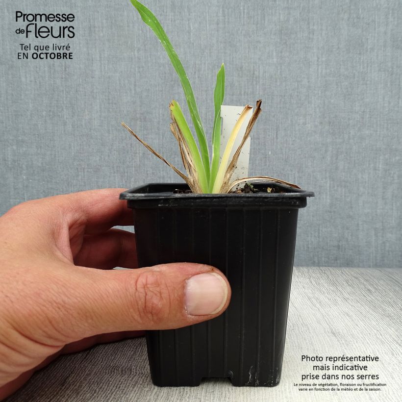 Ejemplar de Hemerocallis George Cunningham Maceta de 8/9 cm entregado en otoño