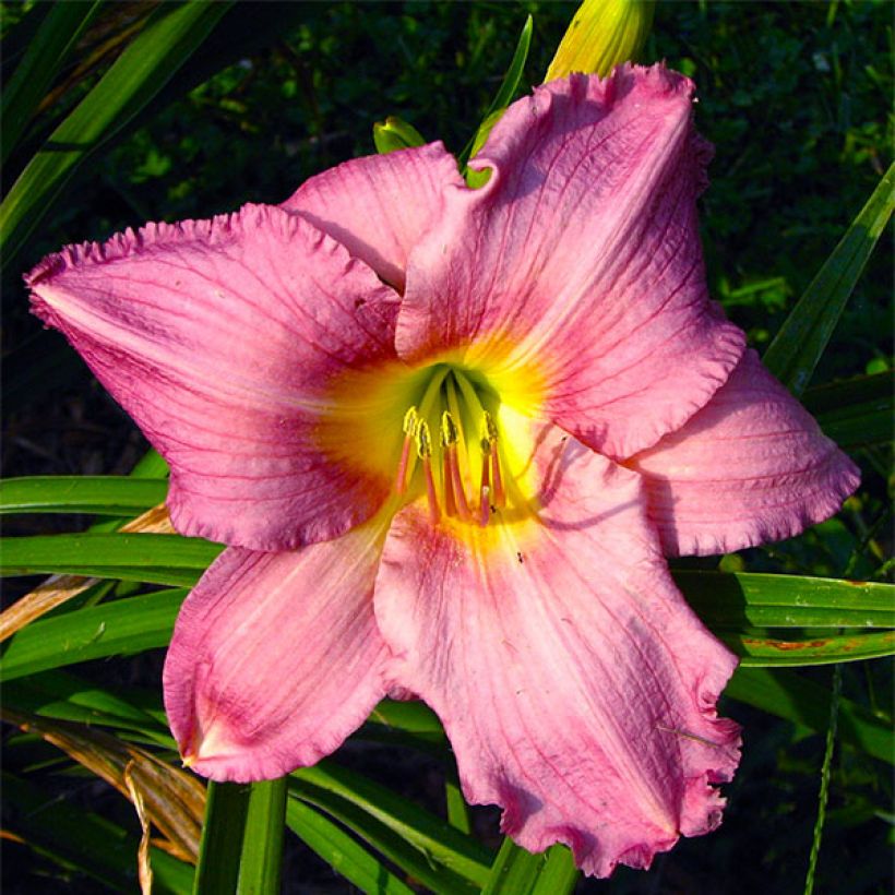Hemerocallis Hundredth Anniversary (Floración)