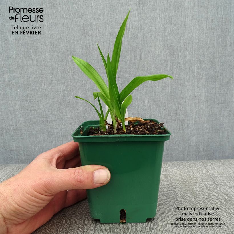 Hemerocallis Indian Giver Maceta 1L/1,5L Ejemplar entregado en invierno
