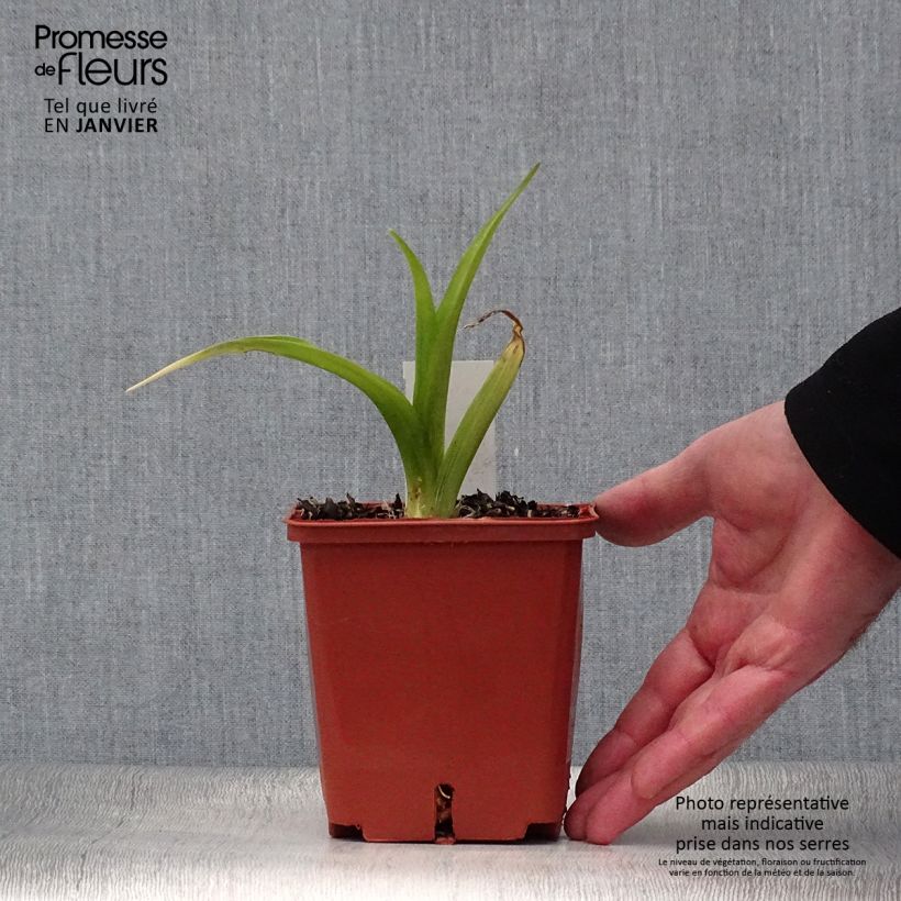 Hemerocallis Indy Reflections Maceta 1L/1,5L Ejemplar entregado en invierno