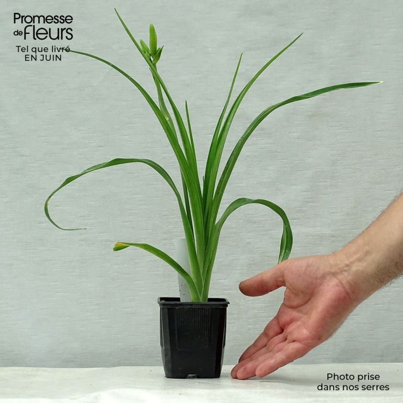 Ejemplar de Hemerocallis Iron Gate Glacier Maceta de 8/9 cm entregado en verano