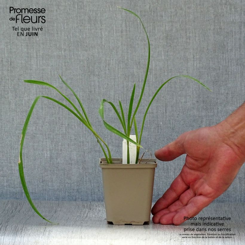 Ejemplar de Hemerocallis Joan Senior Maceta de 8/9 cm entregado en verano