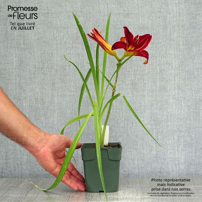 Ejemplar de Hemerocallis Jolly Hearts Maceta de 8/9 cm entregado en verano