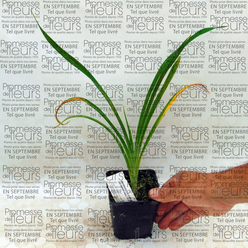 Ejemplo de ejemplar de Hemerocallis Lavender Deal Maceta de 8/9 cm tal y como se entrega