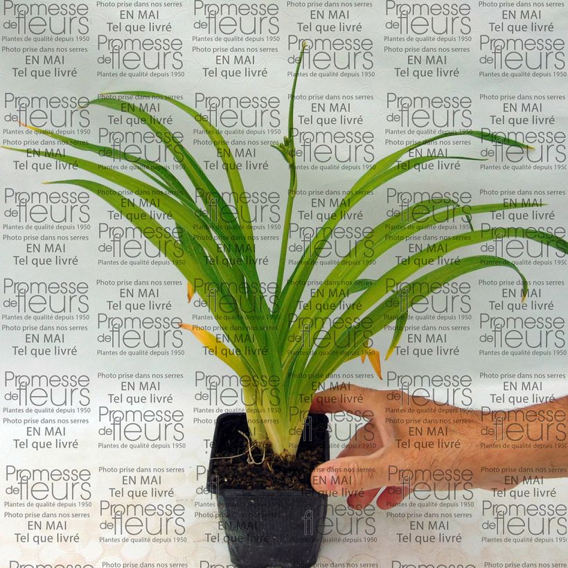 Ejemplo de ejemplar de Hemerocallis Little Business Maceta de 8/9 cm tal y como se entrega