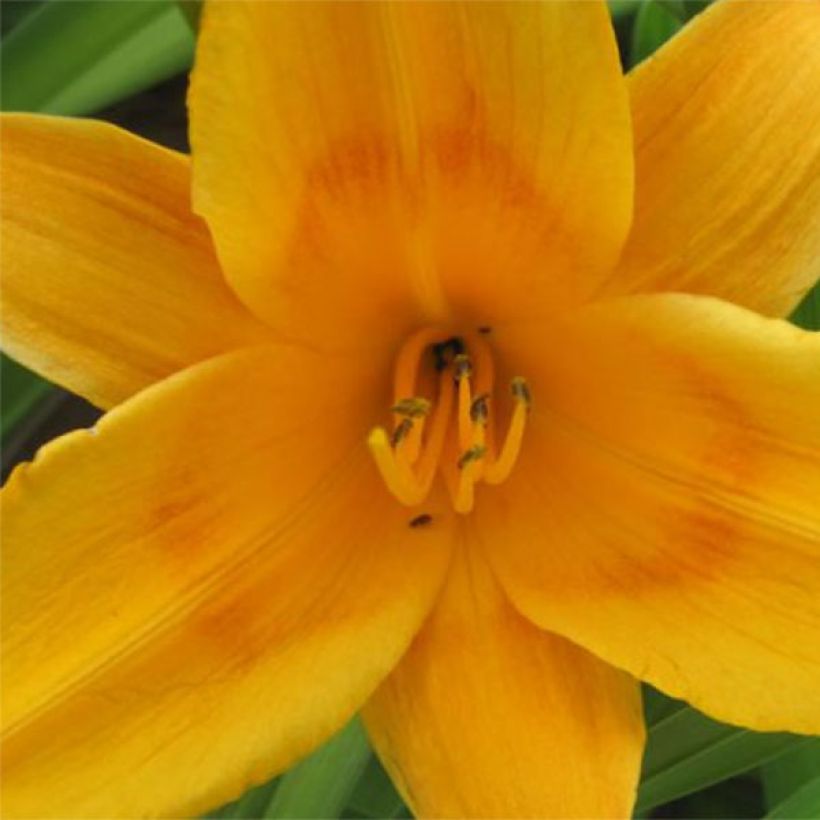 Hemerocallis Lucretius (Floración)