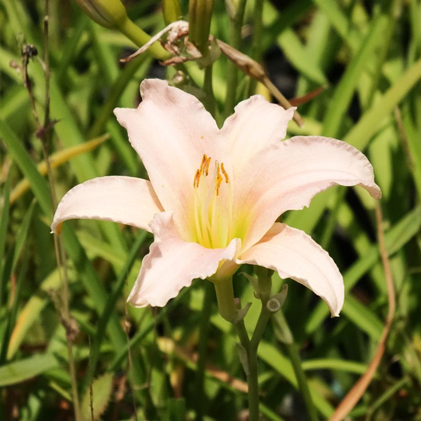 Hemerocallis Luxury Lace (Floración)
