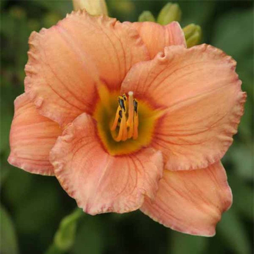 Hemerocallis Mama Cha Cha (Floración)