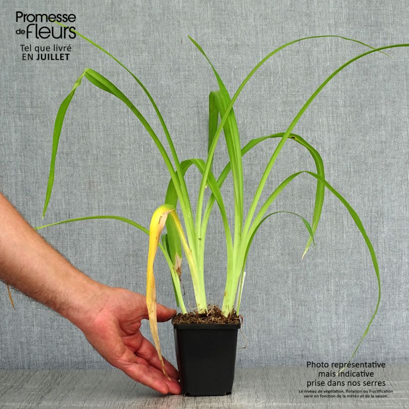 Ejemplar de Hemerocallis Margaret Perry Maceta de 8/9 cm entregado en verano