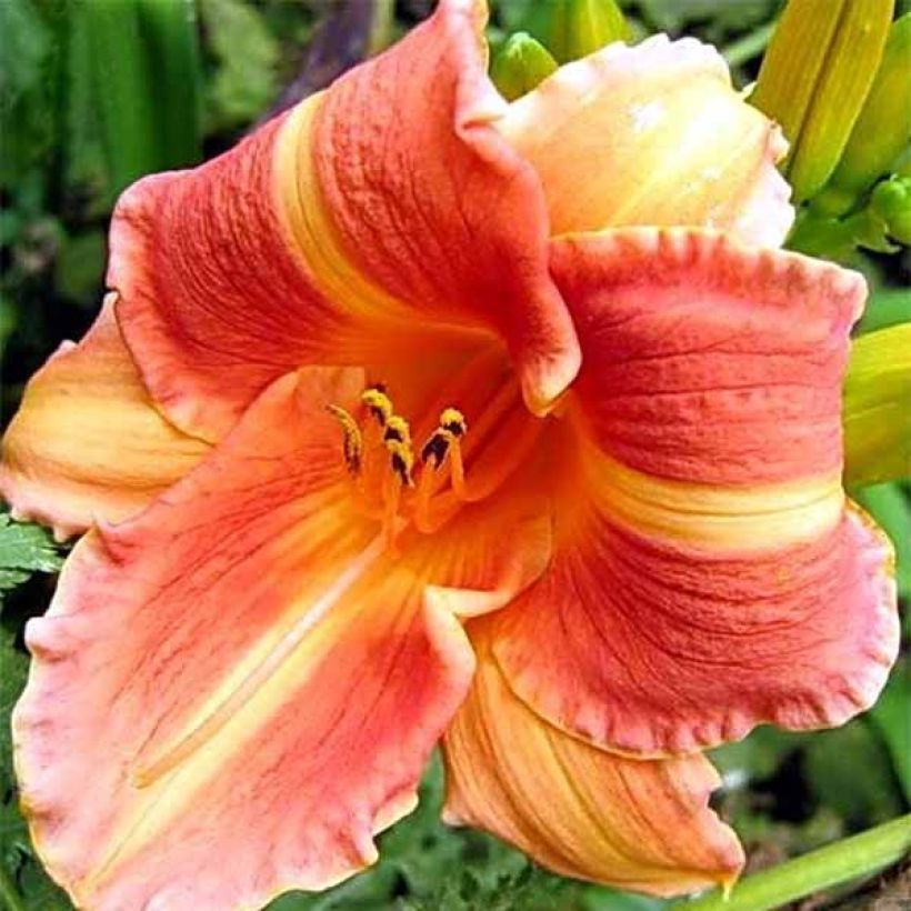Hemerocallis Martha Lee (Floración)
