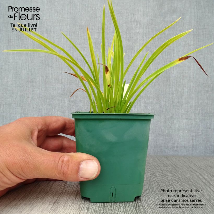 Ejemplar de Hemerocallis Mini stella Maceta de 8/9 cm entregado en verano