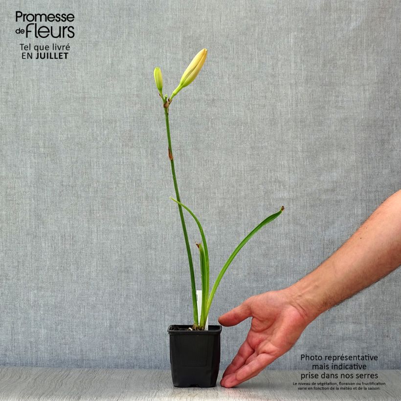 Ejemplar de Hemerocallis Moonlight Masquerade Maceta de 8/9 cm entregado en verano