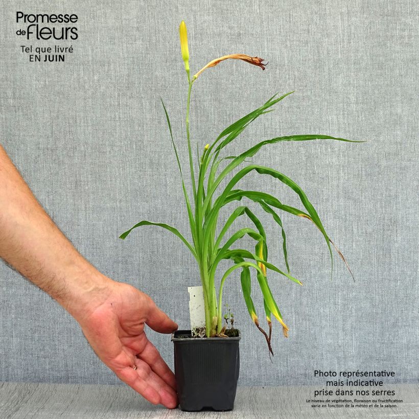 Ejemplar de Hemerocallis Neyron Rose Maceta de 8/9 cm entregado en verano