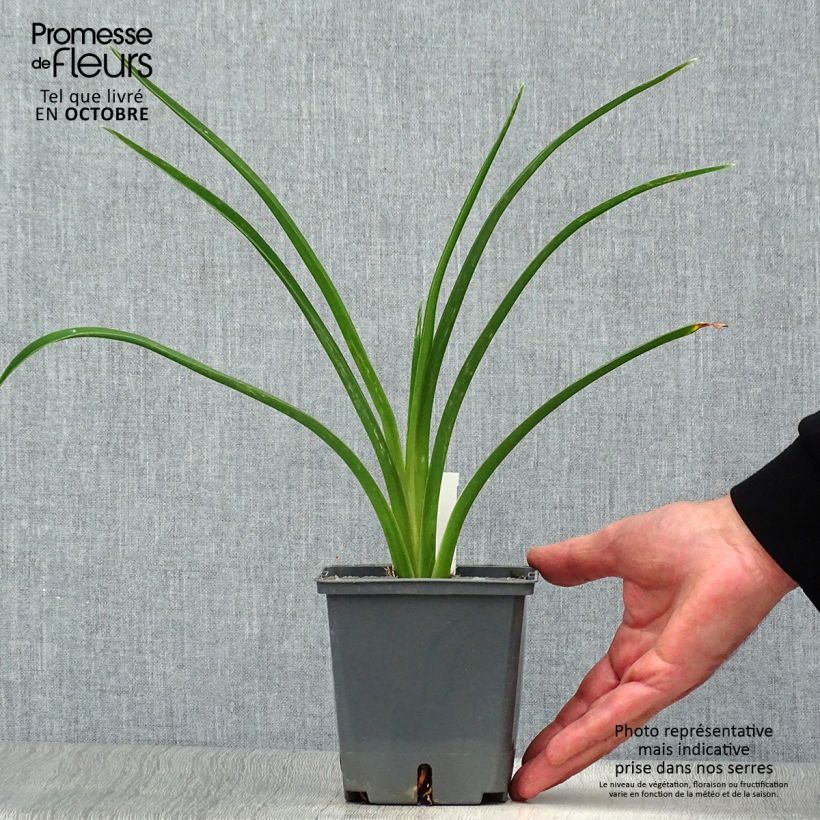Ejemplar de Hemerocallis Night Embers Maceta 1L/1,5L entregado en otoño