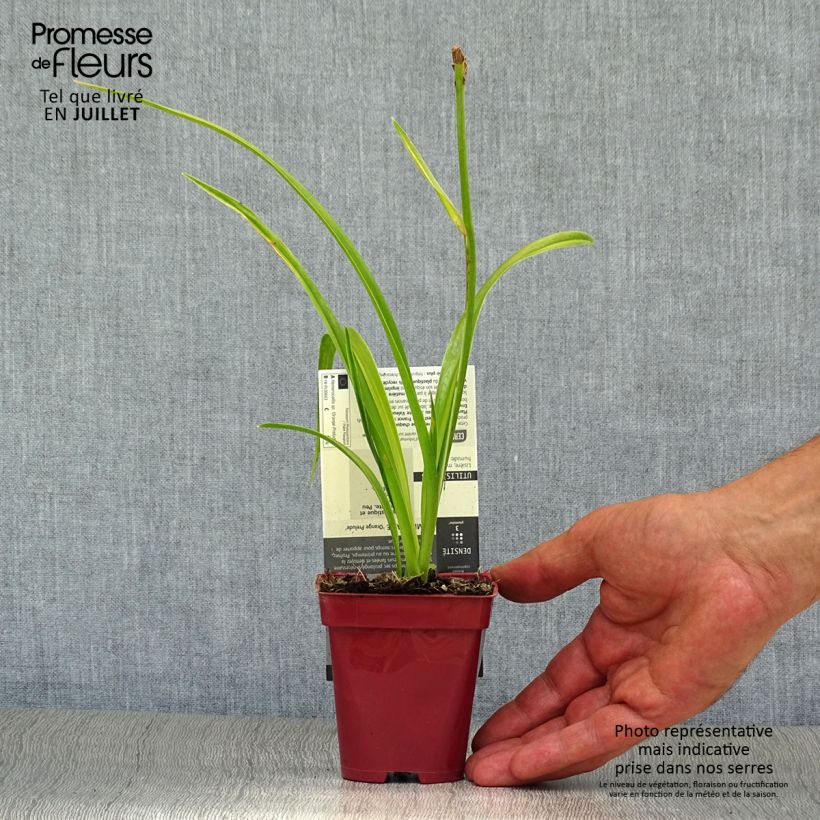 Ejemplar de Hemerocallis Orange Prelude Maceta de 8/9 cm entregado en verano