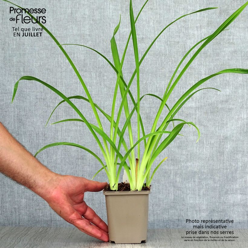 Ejemplar de Hemerocallis Pardon Me Maceta de 8/9 cm entregado en verano
