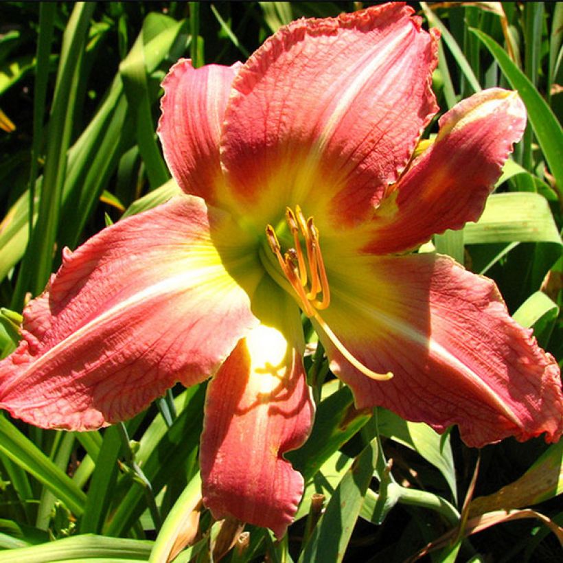 Hemerocallis Pink Super Spider (Floración)