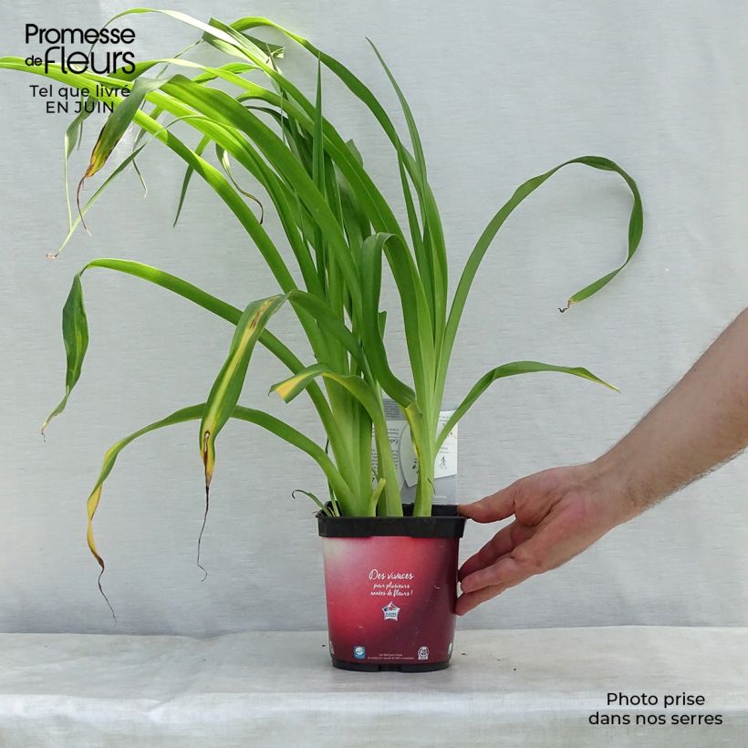 Ejemplar de Hemerocallis Red Rum Maceta 2L/3L entregado en verano