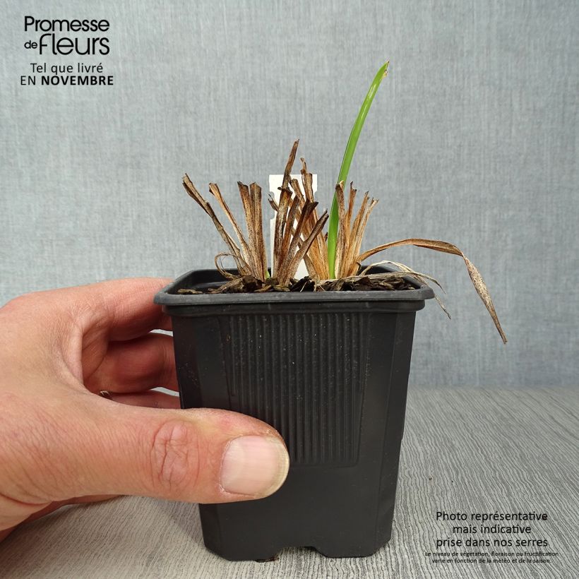 Ejemplar de Hemerocallis Rosy Returns Maceta de 8/9 cm entregado en otoño